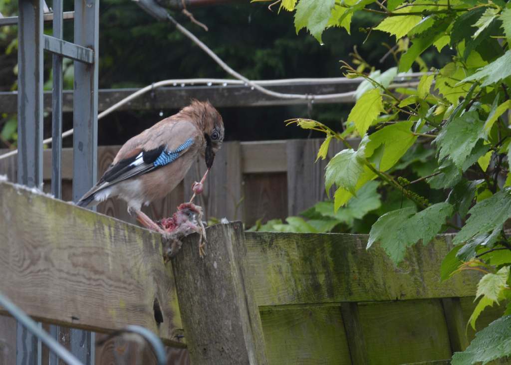 Eurasian Jay ripping Prey